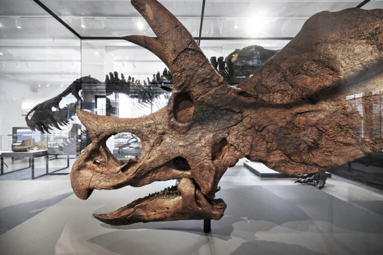 Naturhistorisk Museum
