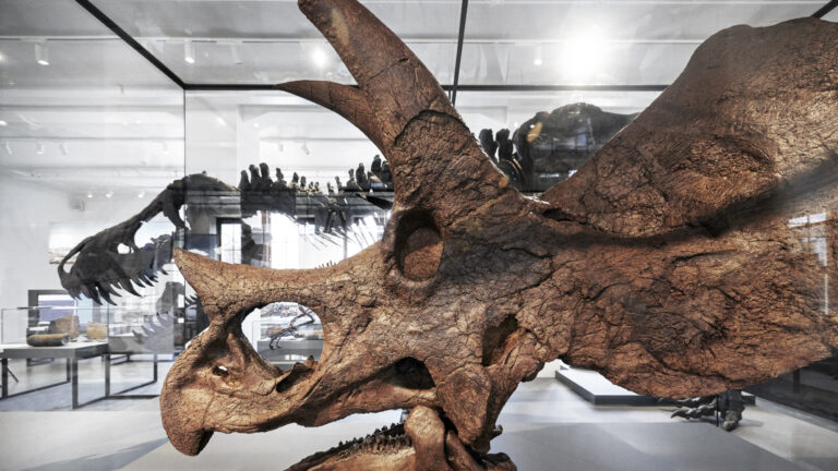 Naturhistorisk Museum