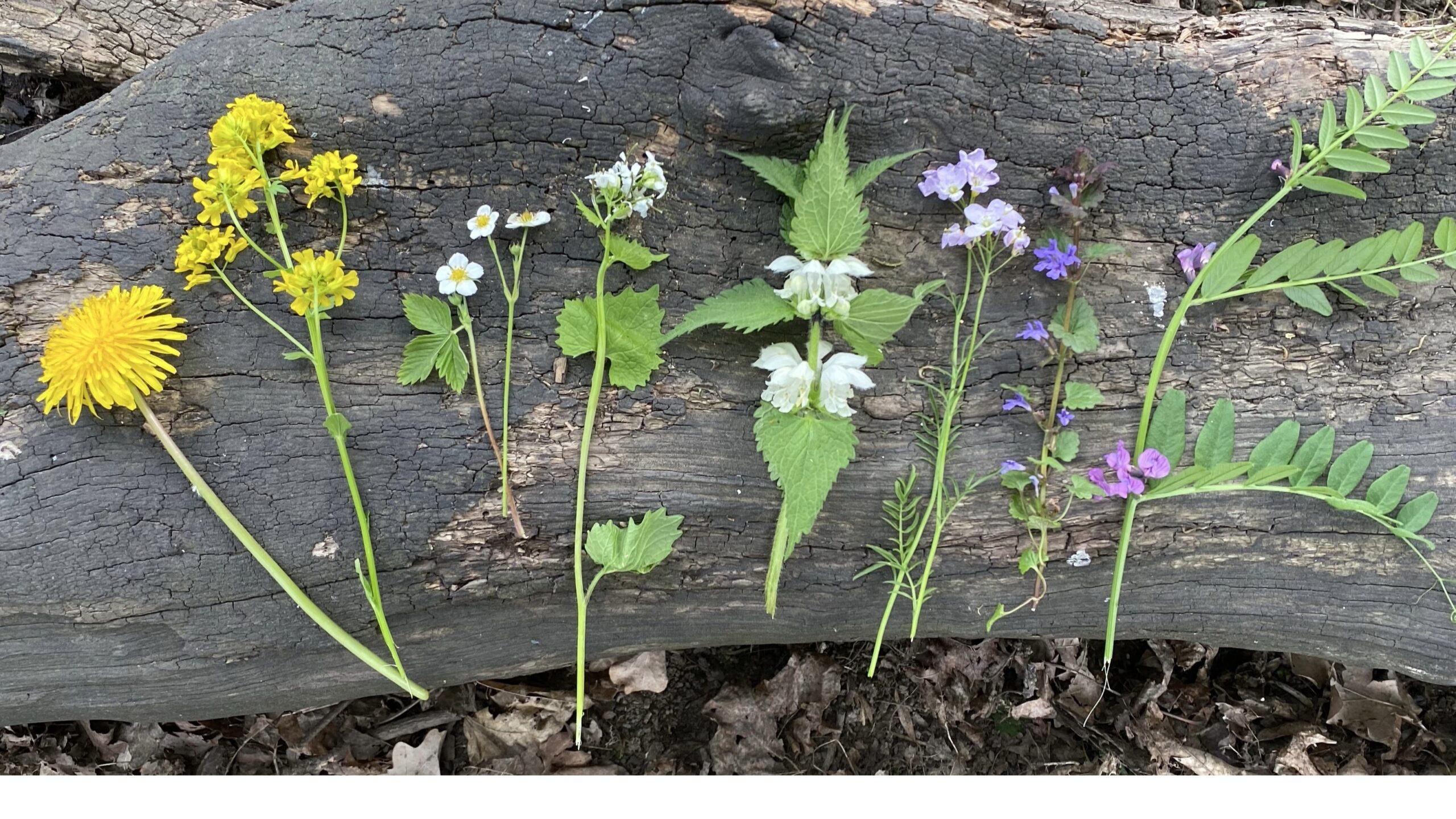 ulike blomster og vekster lagt på en stein.